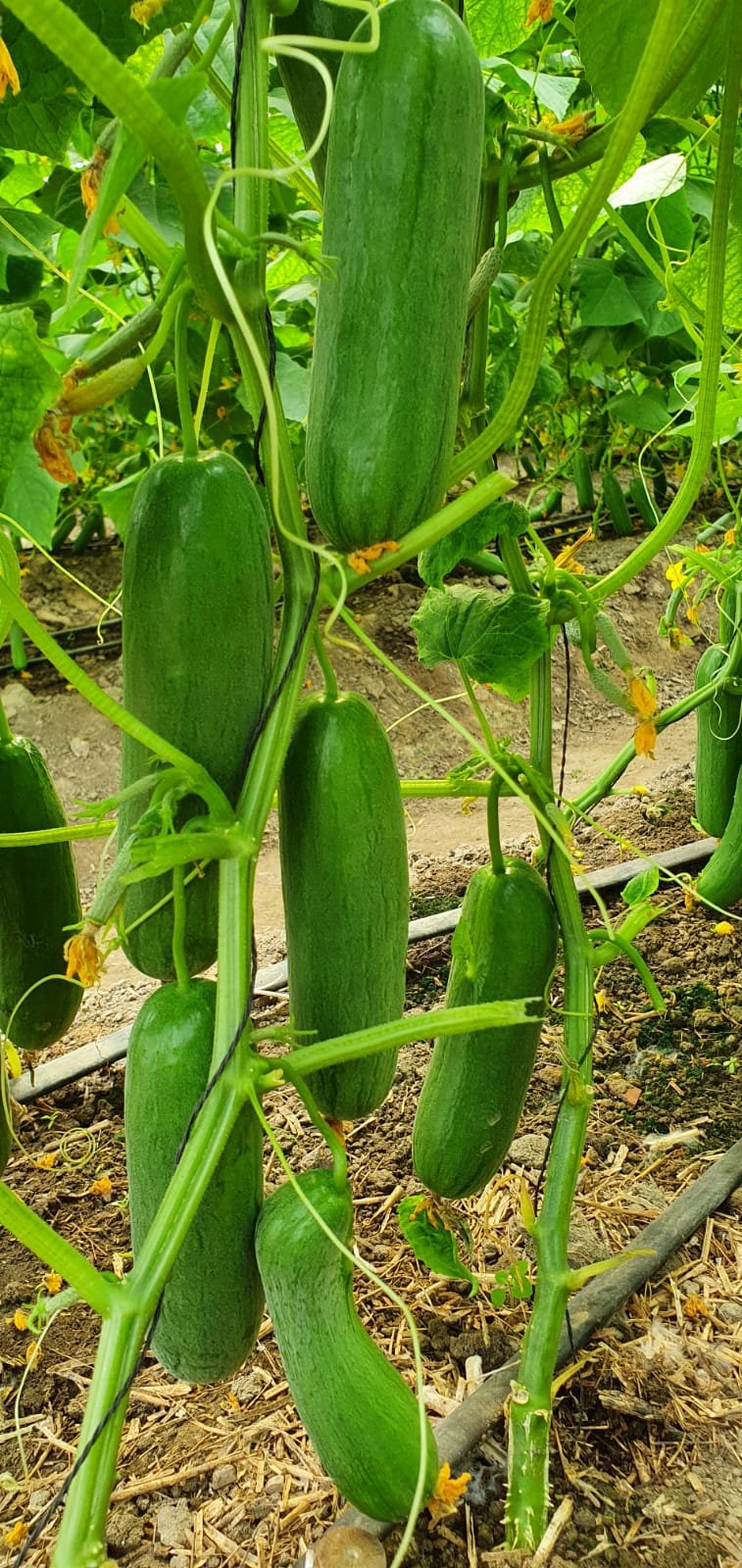 Agriculture Climate Data Research